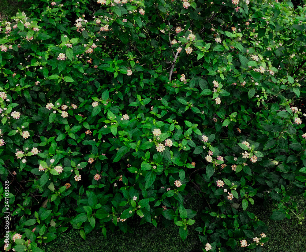 white little flowers blooming in nature at Kai Santi Hill, Indonesia. Taken at day light with high angle view. white little flowers blooming in nature at Kai Santi Hill, Indonesia. Taken at day light with high angle view.