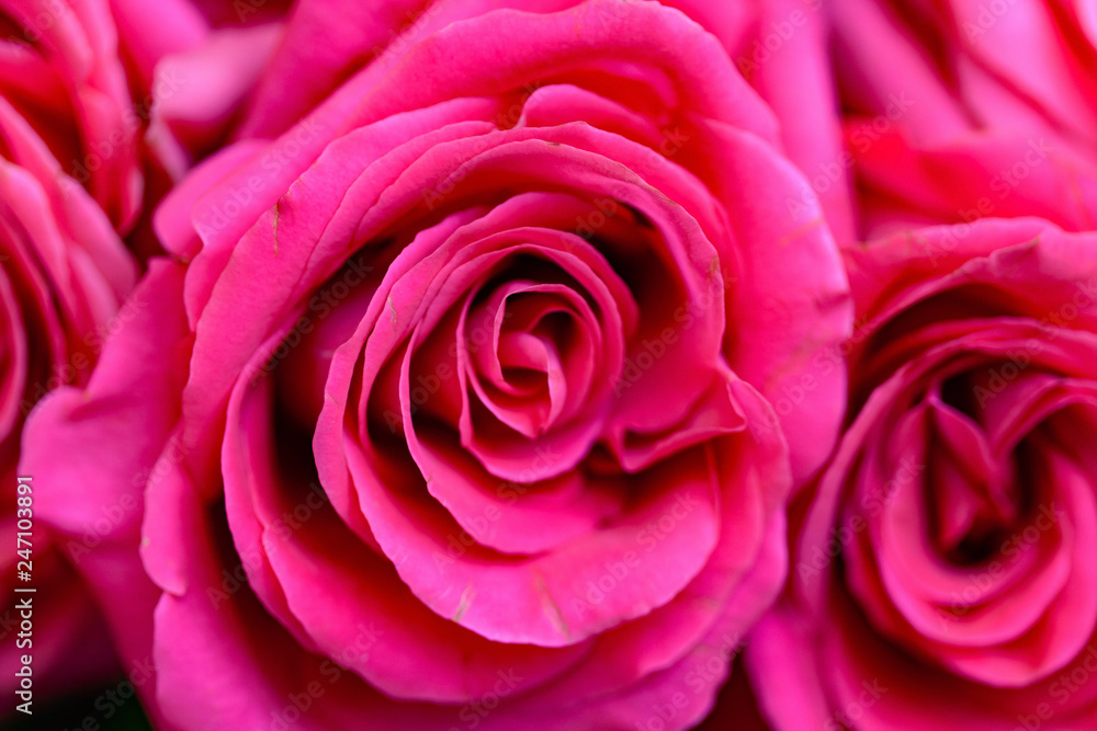 natural fresh roses background natural fresh roses background