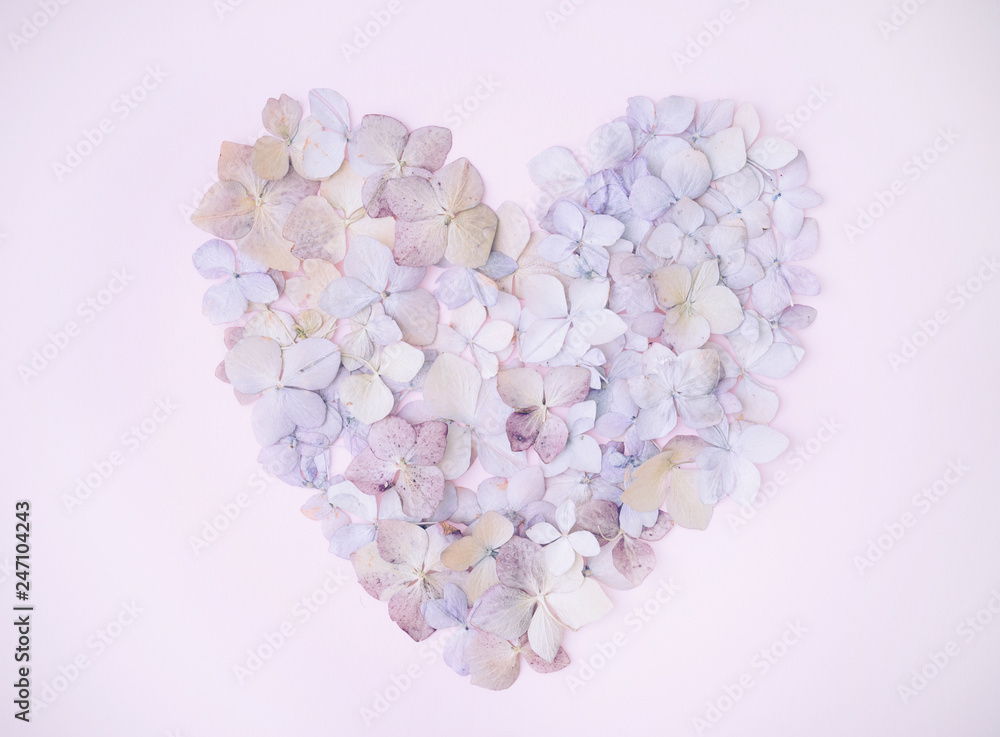 Flowers of a hydrangea in the form of a heart on the pink background