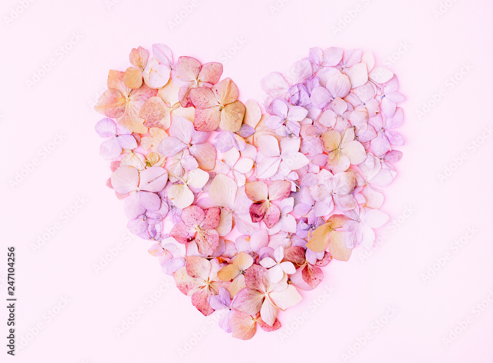Fototapeta Kwiaty hortensji w formie serca na różowym tle