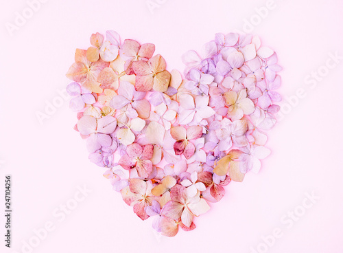 Flowers of a hydrangea in the form of a heart on the pink background