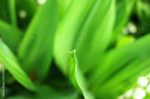 Fototapeta Naklejka Na Ścianę i Meble -  lilies of the valley