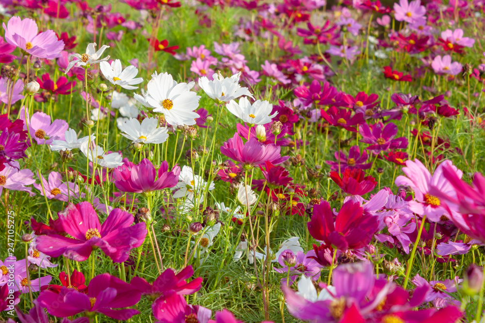 Naklejka premium Cosmos flowers blooming