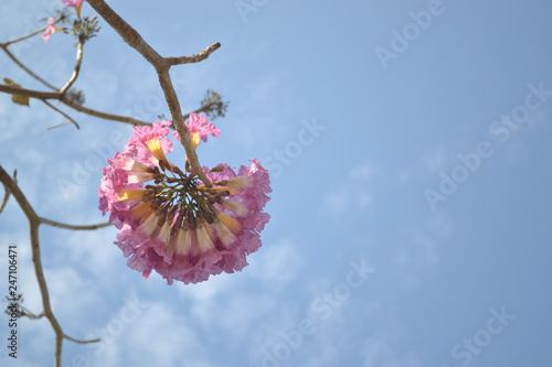 flor morada