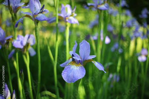 Fototapeta Naklejka Na Ścianę i Meble -  Beautiful blooming iris flower in garden. 