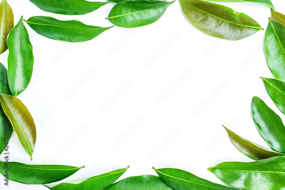Green lychee leaves on white background / lychee poster background material Green lychee leaves on white background / lychee poster background material