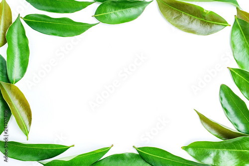 Green lychee leaves on white background   lychee poster background material