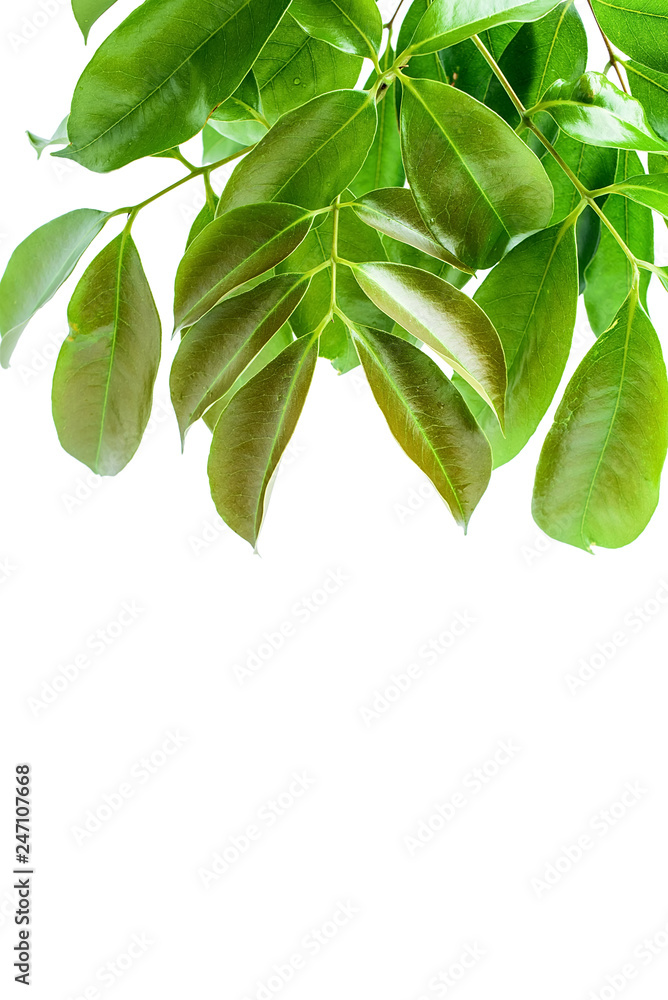 Obraz premium Green lychee leaves on white background / lychee poster background material