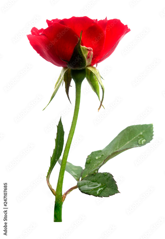 Beautiful red roses isolated with clipping paths on a white background