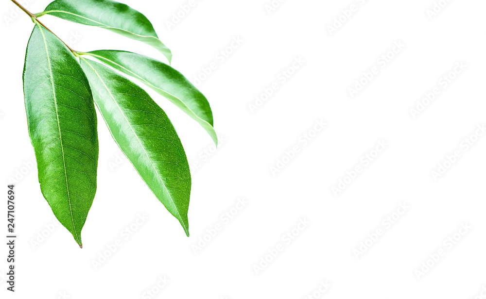 Green lychee leaves on white background / lychee poster background material Green lychee leaves on white background / lychee poster background material