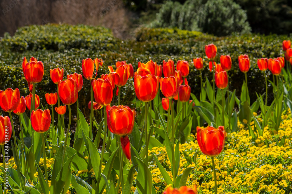 Fototapeta premium Tulip Blooms