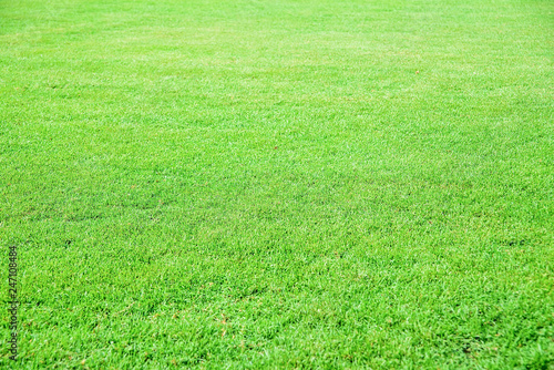 Green grass/lawn