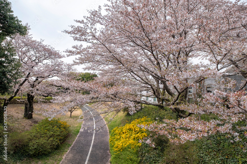 Cherry blossom at Showa Kinen Koen park, Tokyo Cherry blossom at Showa Kinen Koen park, Tokyo