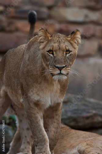 Lion Prowl
