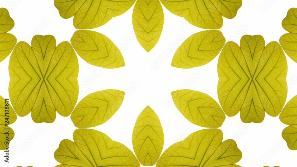 leaf motion background leaf motion background