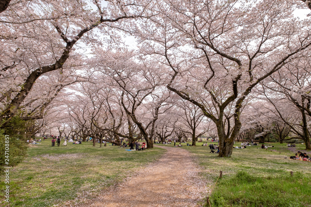 Tokyo, Japan - April 1 : the unidentified people go to picnic and relax under cherry blossom trees at Showa Kinen Koen park on April 1, 2018 in Tokyo, Japan. Tokyo, Japan - April 1 : the unidentified people go to picnic and relax under cherry blossom trees at Showa Kinen Koen park on April 1, 2018 in Tokyo, Japan.