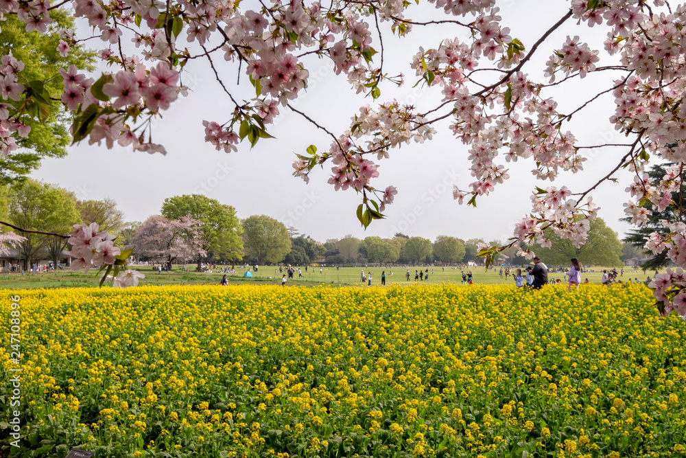 Obraz premium Tokyo, Japan - April 1 : the unidentified people go to picnic and relax under cherry blossom trees at Showa Kinen Koen park on April 1, 2018 in Tokyo, Japan.