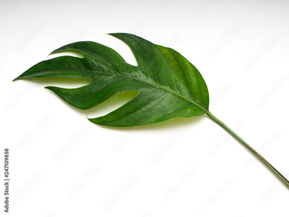 Tropical palm leaves spring