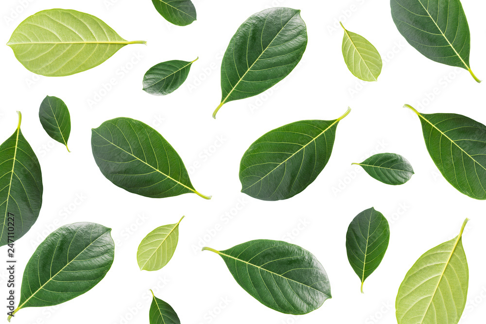 Layout design graphic several style of green leaf jackfruit tree isolated on white background. environment concept. Layout design graphic several style of green leaf jackfruit tree isolated on white background. environment concept.