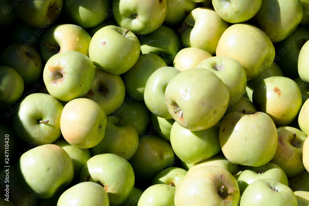 fresh green gala farm apples at a farmers market fresh green gala farm apples at a farmers market
