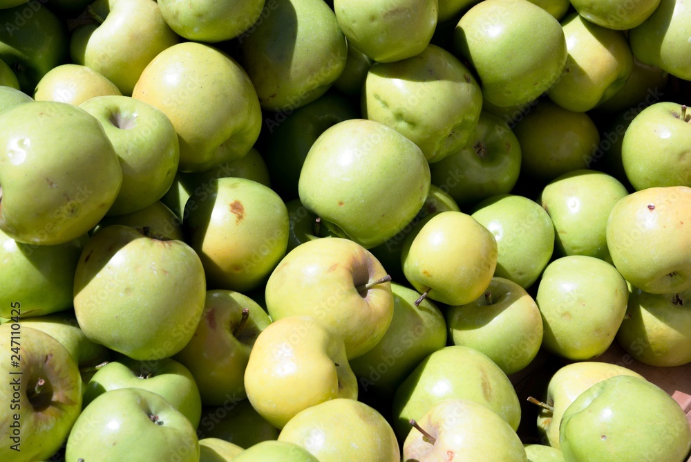 fresh green gala farm apples at a farmers market fresh green gala farm apples at a farmers market