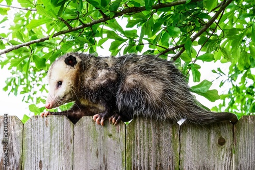 Grey and white opossum on a fence