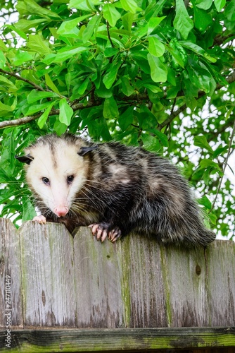 Grey and white opossum on a fence
