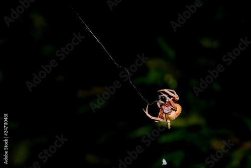 spider outside at night spinning a web