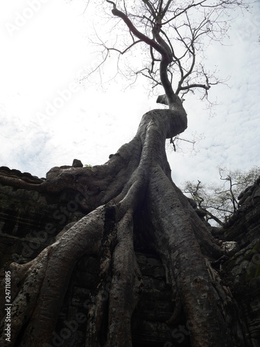 tree in forest