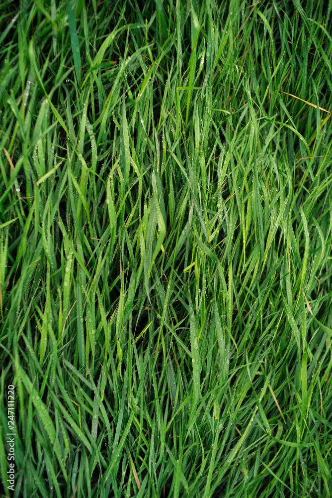 Top view of wet vibrant green grass trampled by morning dew, a view conveying freshness, wakening of spring. Top view of wet vibrant green grass trampled by morning dew, a view conveying freshness, wakening of spring.