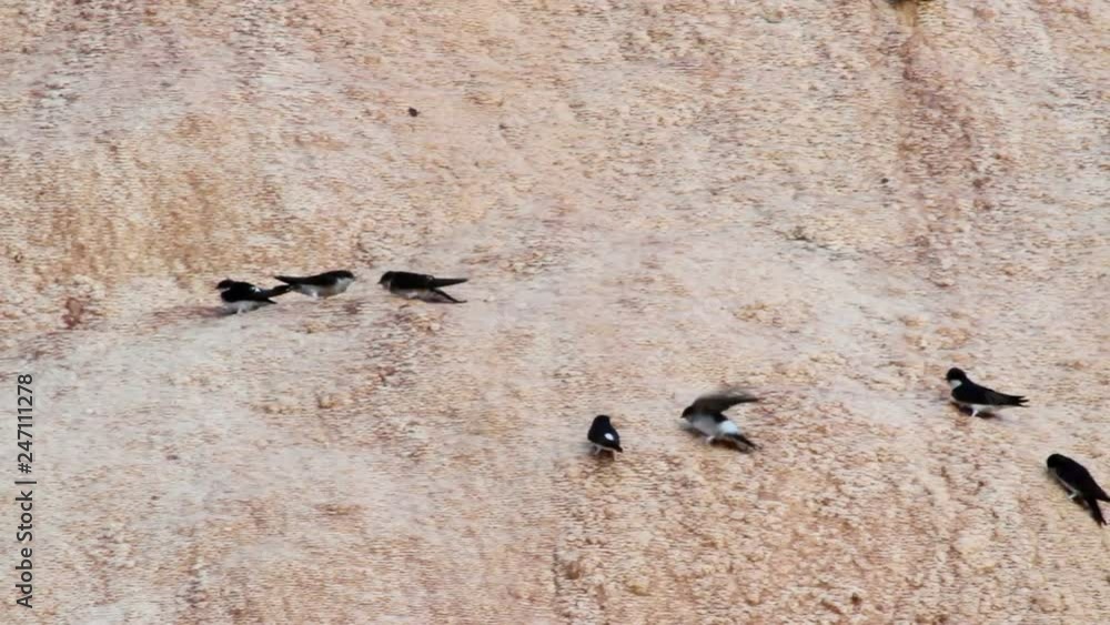 House martin bird on hot springs in Georgia