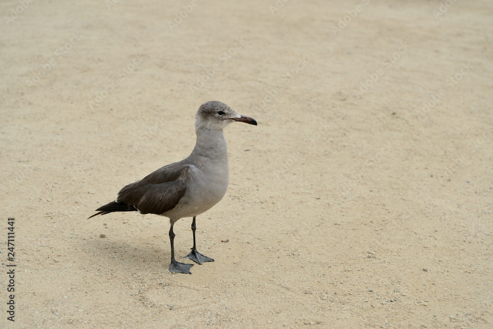 Funny seagull walk on the sand on the sandy beach Funny seagull walk on the sand on the sandy beach