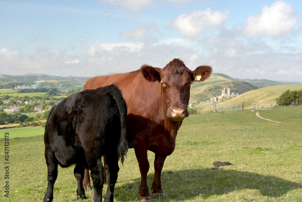 Cow on Ballard Down above Corfe in Dorset