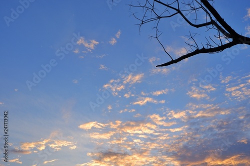 Fallen leaves with clouds and blue sky background.
