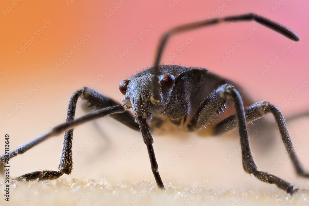 Fototapeta premium Insect0 foto macro