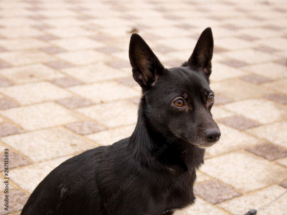 Black little dog close up sitting on the sidewalk. Black little dog close up sitting on the sidewalk.