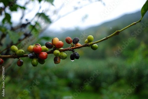 Coffee beans are on the branches of the tree ready to be harvested.