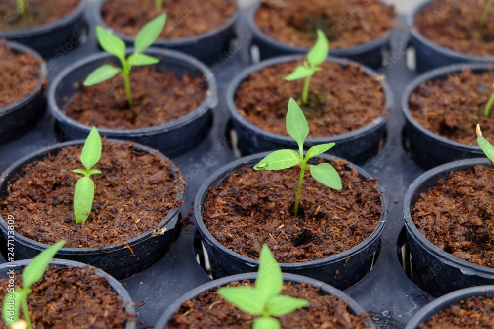 The trees that are growing. The trees that are growing.