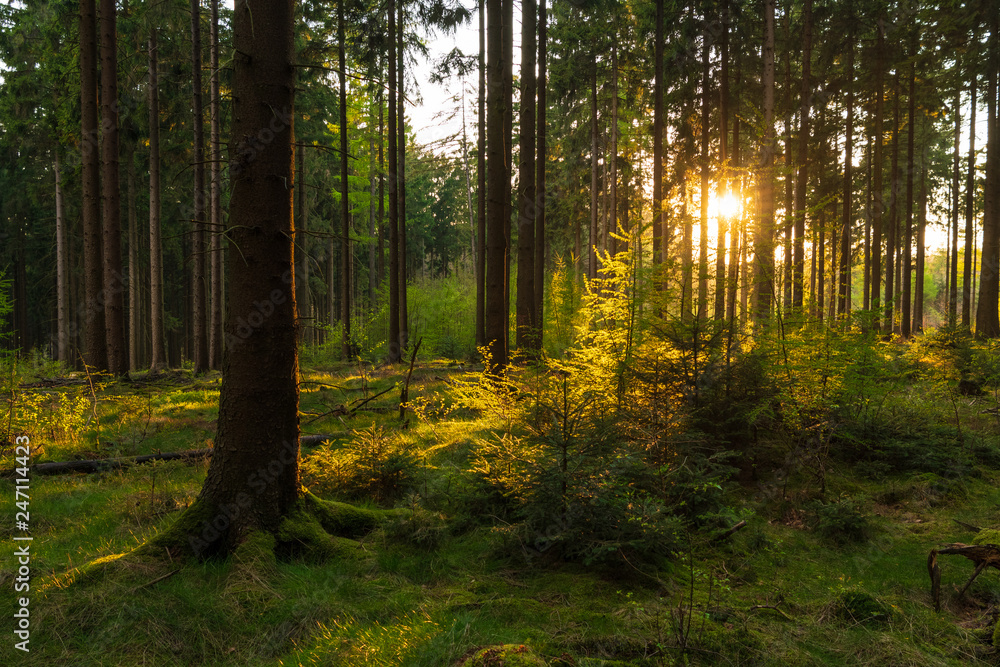 Obraz premium Sunset in a spring forest in Germany
