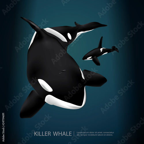 Killer Whale Under The Sea Vector Illustration