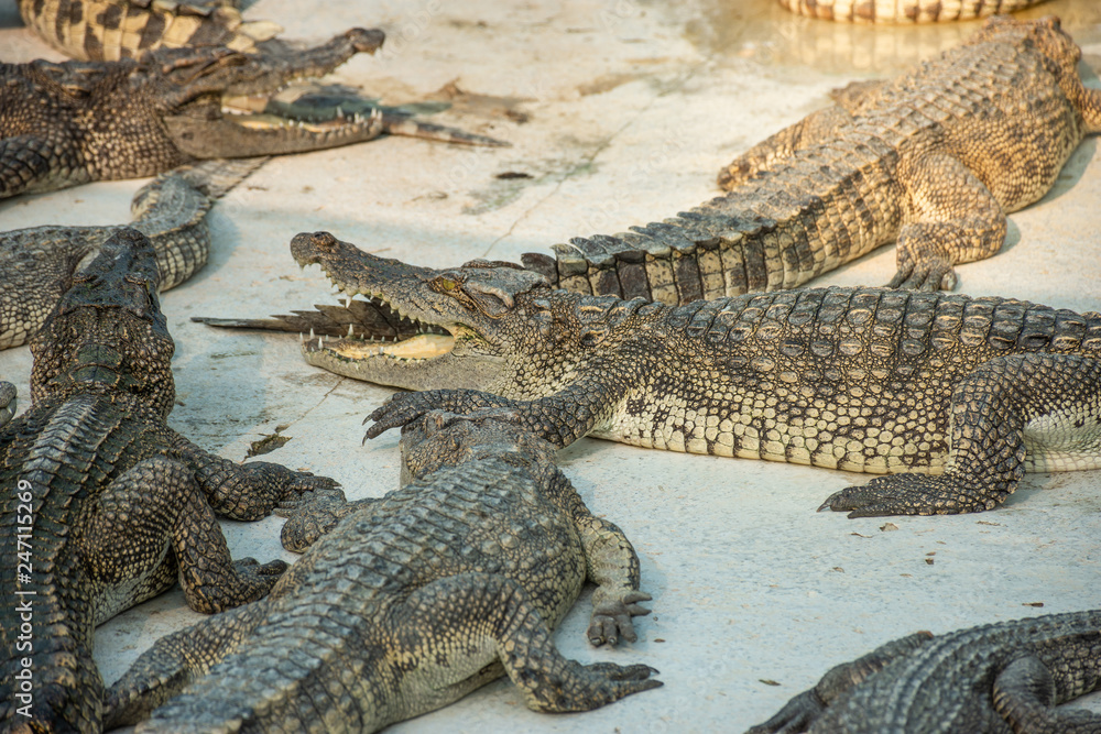 Crocodiles at Crocodile Farm in Thailand Crocodiles at Crocodile Farm in Thailand