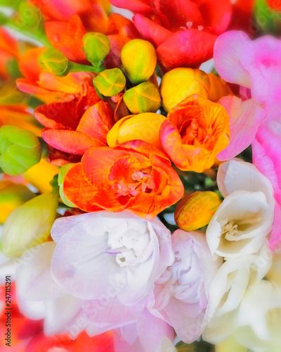 colorful freesia flowers top view, natural background