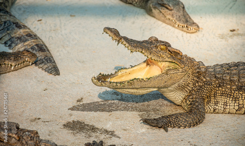 Crocodiles at Crocodile Farm in Thailand