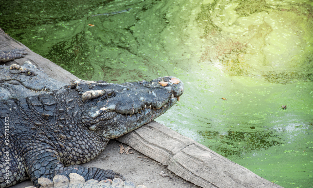 Crocodiles at Crocodile Farm in Thailand Crocodiles at Crocodile Farm in Thailand