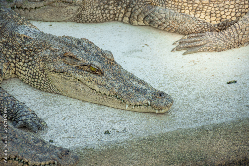 Fototapeta premium Crocodiles at Crocodile Farm in Thailand