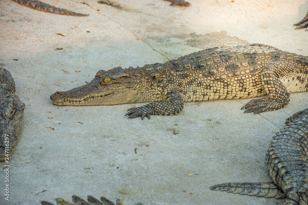 Naklejka premium Crocodiles at Crocodile Farm in Thailand