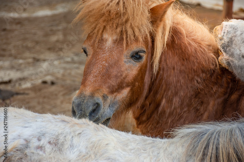 Close up Horse head in farm