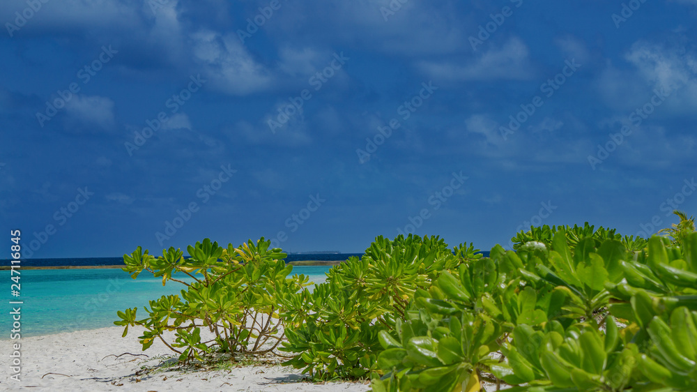 Pflanzen am Strand von Meedhupparu auf Malediven in Indischen Ozean