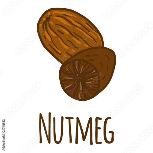 Nutmeg icon. Hand drawn illustration of nutmeg vector icon for web design