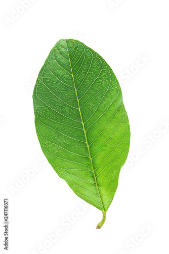 Guava leaves on white background